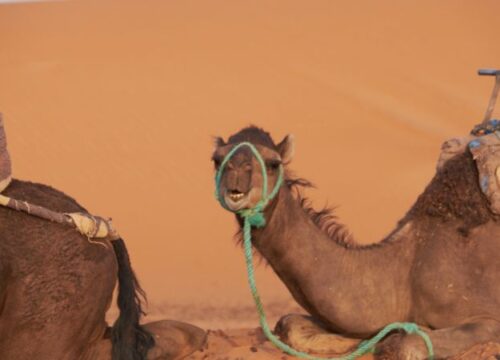 6 Days Desert Moroccan Tour from Agadir