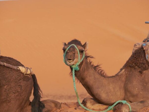 6-day desert tour from Agadir to Fes